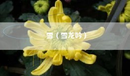 雪（雪龙吟）